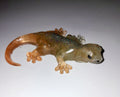 Figurine Salamandre